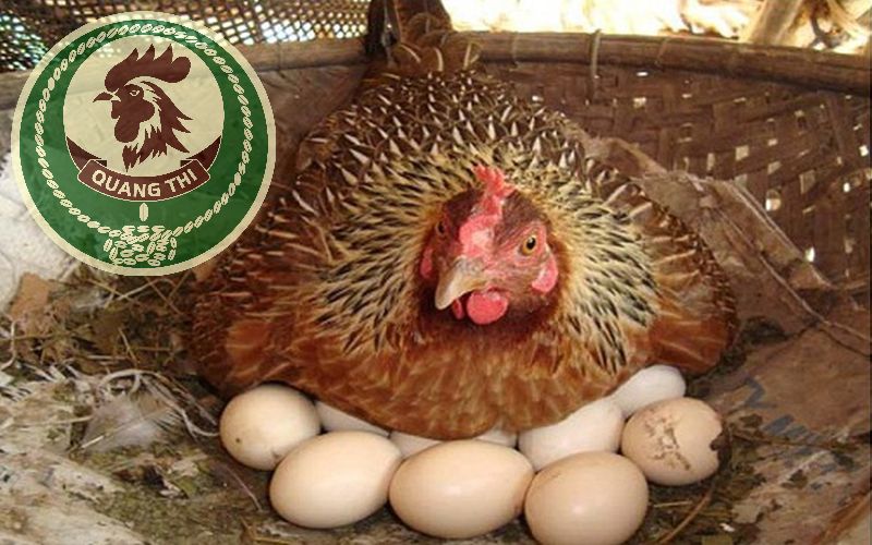 Giống gà siêu trứng