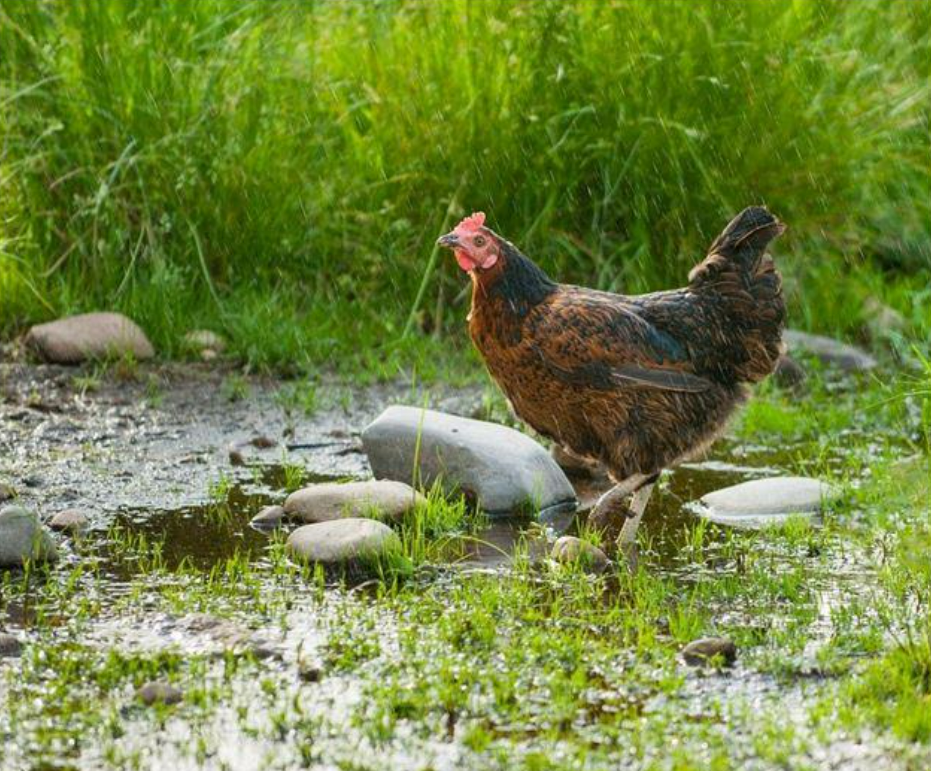 Bí quyết chăm sóc gà trong mùa mưa